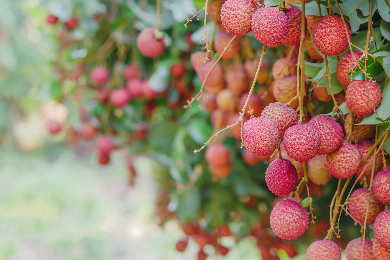 Lychees verpakt 250gr stuk 3